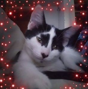 Meet your Posher, Toma